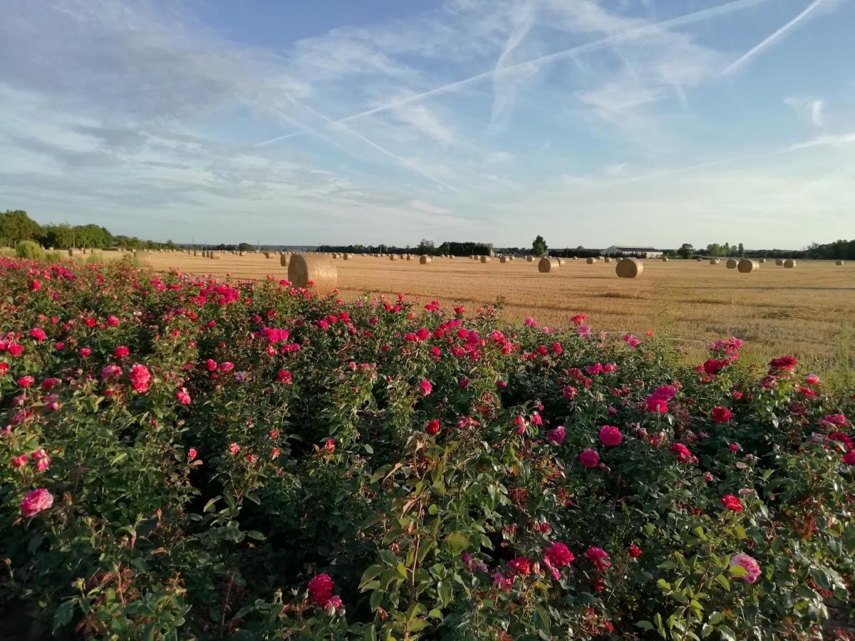 La Planche Princee, Chambres D'Hotes Ecolo Et Potager Bio, Sauna Les Rosiers Exteriör bild